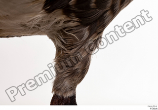 Greater white-fronted goose Anser albifrons leg 0016.jpg